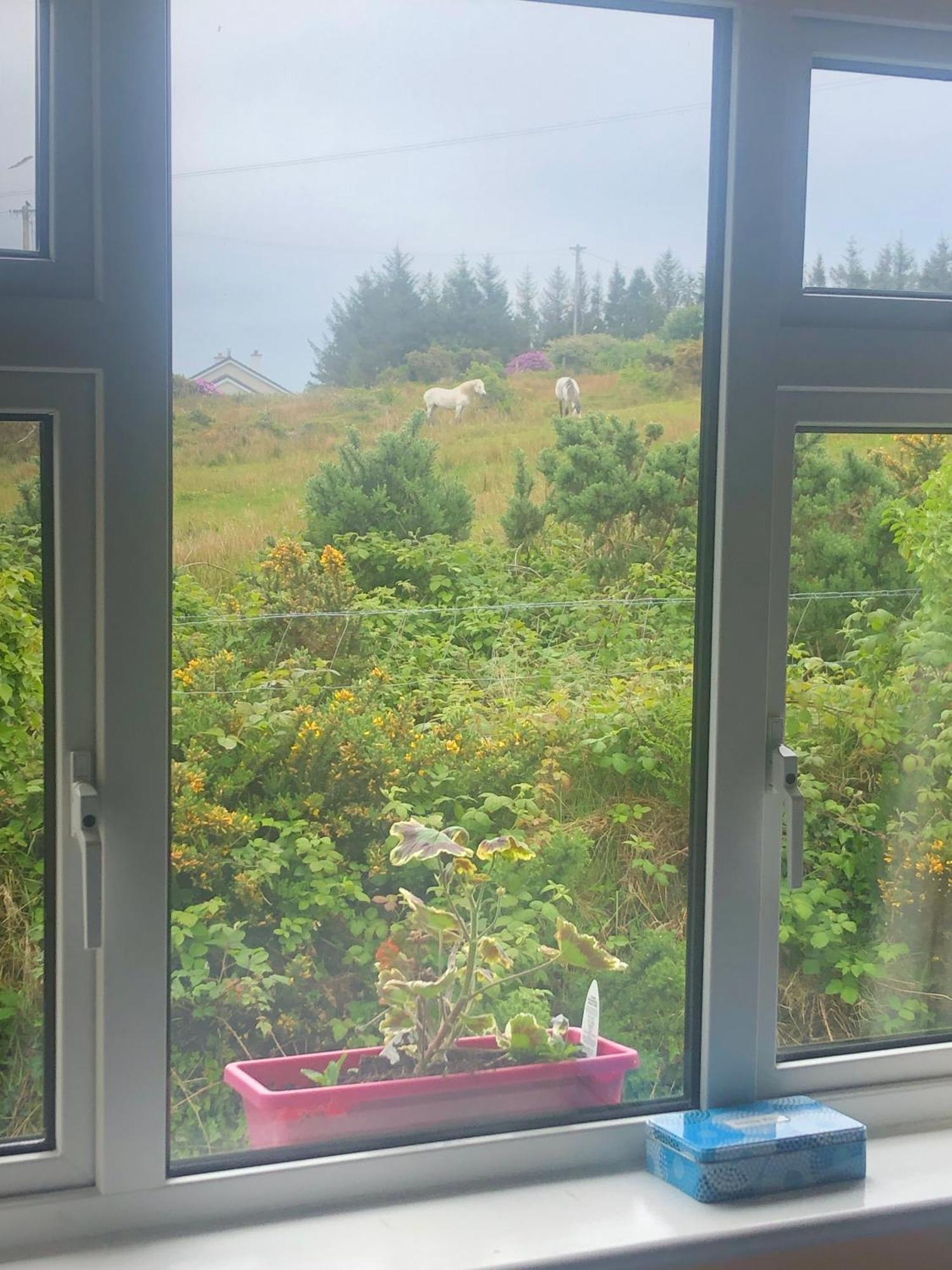 Buttermilk Lodge Guest Accommodation Clifden Exteriör bild